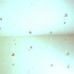 inst01farfalle inst01farfalle